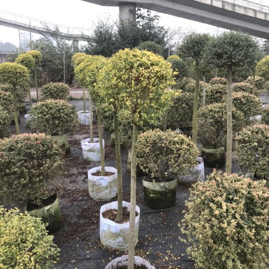 成都花叶女贞  四川成都银姬小蜡金鸡小蜡棒棒糖基地