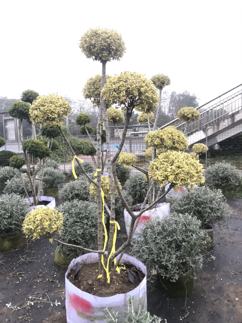 花叶女贞  四川成都银姬小蜡金鸡小蜡棒棒糖基地