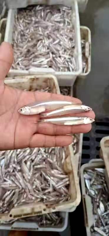 合浦县冰鲜鱼皮 大量出售冰鲜白帆鱼，价格实惠！