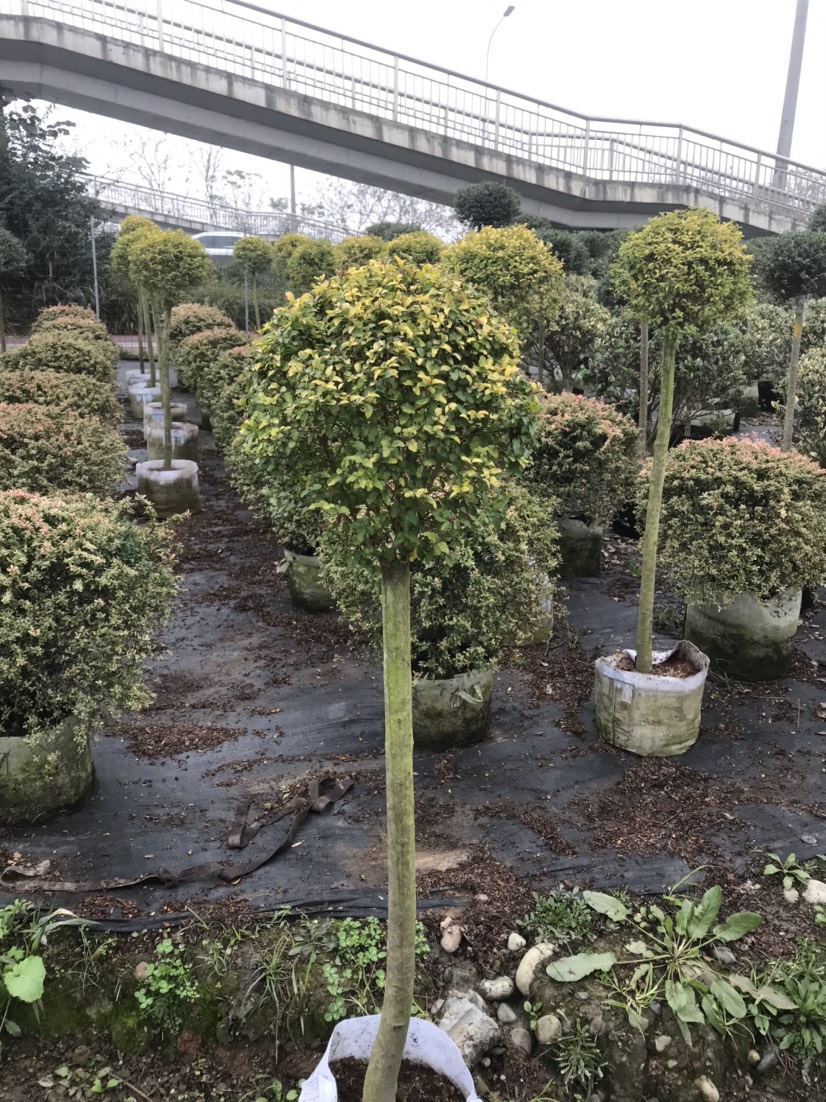 花叶女贞  四川成都银姬小蜡金鸡小蜡棒棒糖基地