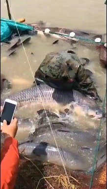 淡水青魚  長期供應(yīng)10斤到100斤大青魚