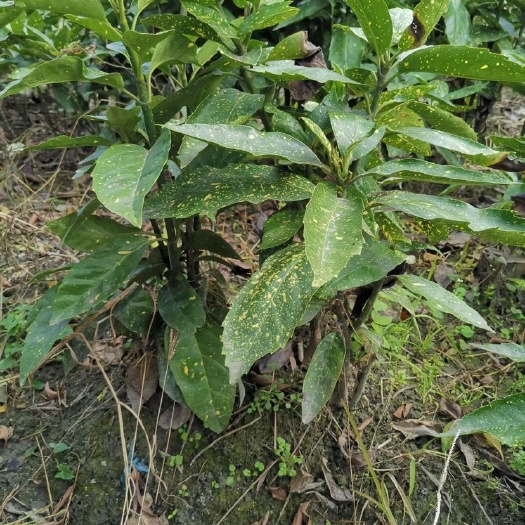 成都四川成都洒金珊瑚基地洒金珊瑚杯苗洒金珊瑚地苗