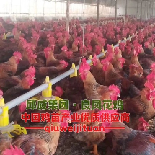 南宁良凤花鸡苗 良凤花肉鸡苗（热销）包打疫苗，成活率高