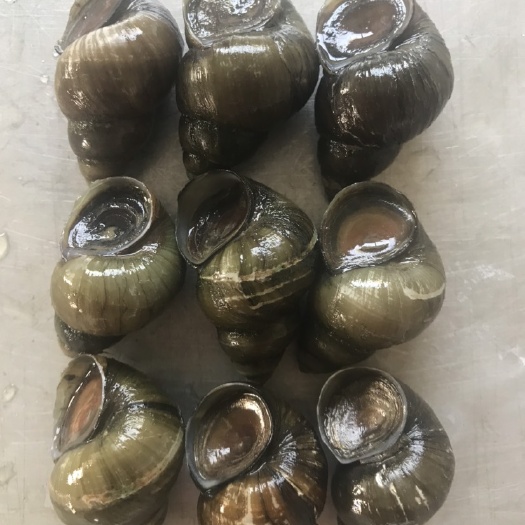 肇庆石螺  大量山水石磥，肉质比普通石磥鲜美，专业供应市区各大饮食批发