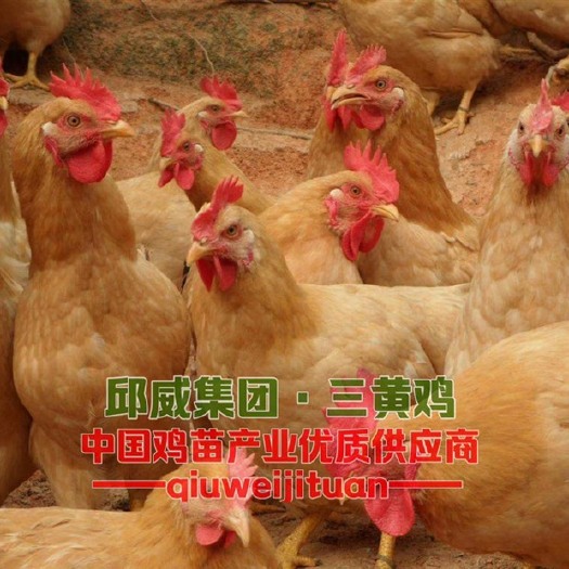 南宁三黄鸡苗  三黄鸡幼苗（活动爆款）包打疫苗，成活率高