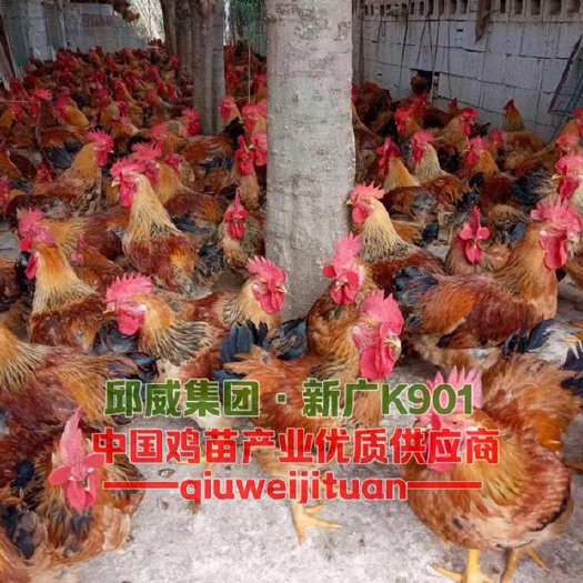 南宁新广901肉鸡苗（本店热销）爆款，包打疫苗，成活率高
