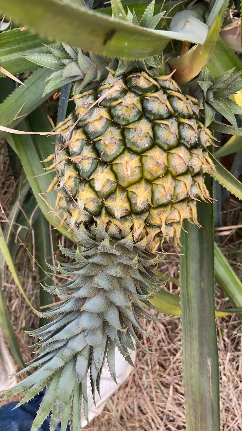 巴厘菠萝介绍图片