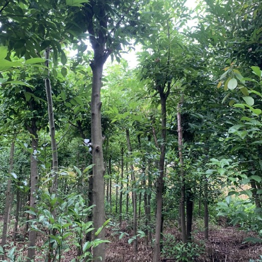 景东县小叶樟 