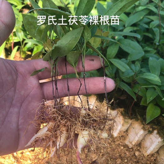 灵山县土茯苓苗品种好产量高批发价