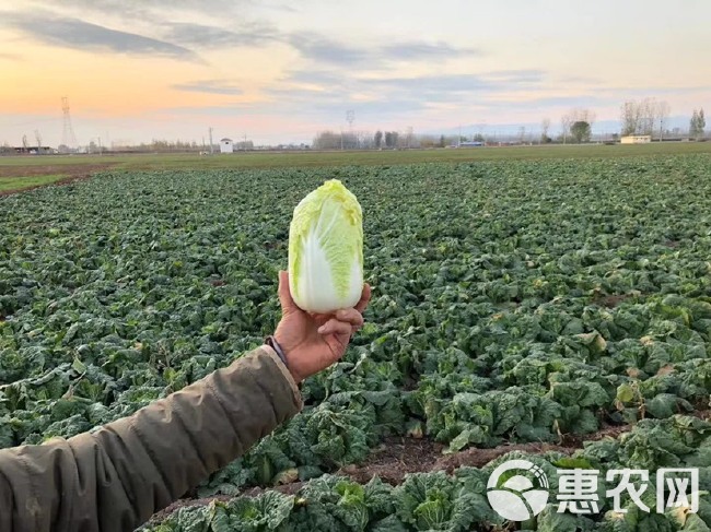 黄心娃娃菜  高山娃娃菜 娃娃菜基地