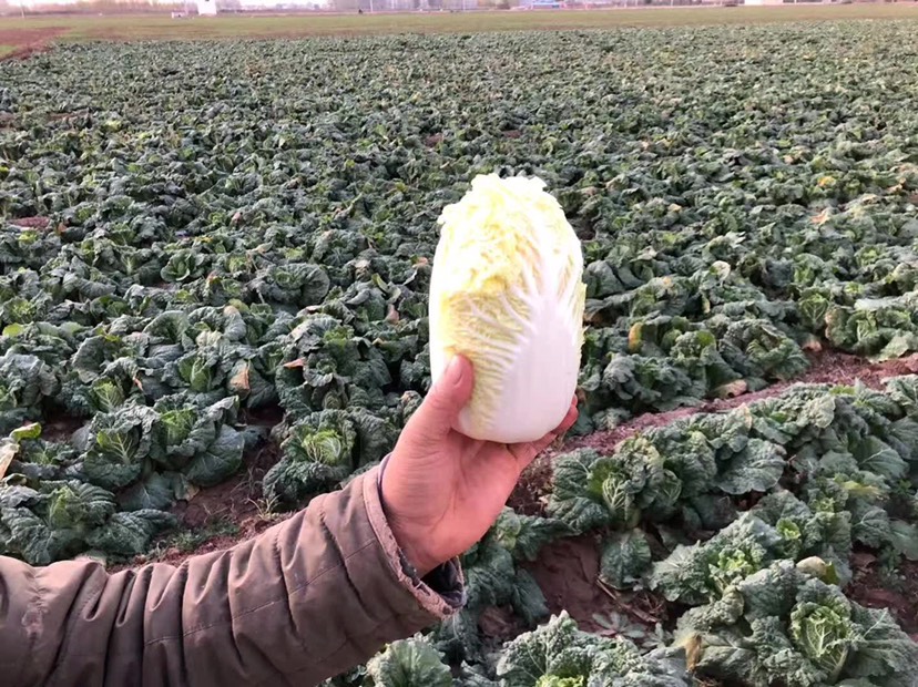 黄心娃娃菜  高山娃娃菜 娃娃菜基地