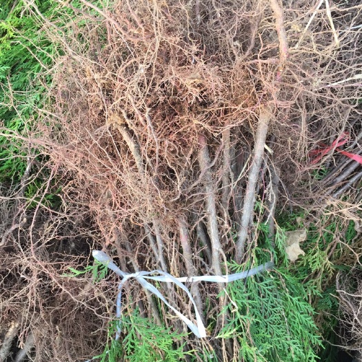 莒南县窄冠侧柏  两年的侧柏裸根苗