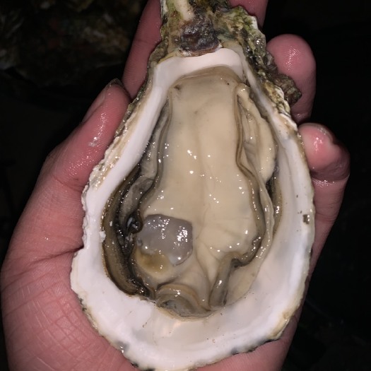 饶平县三倍体生蚝