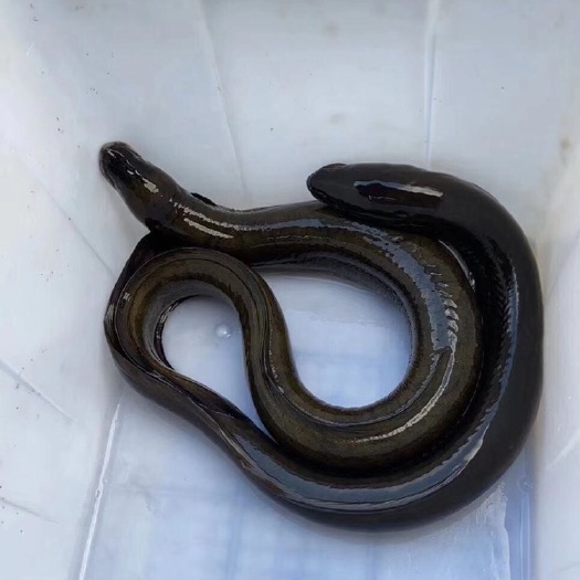 黑鳗 新西兰鳗鱼
