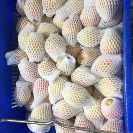 广州胭脂红番石榴 市场果 