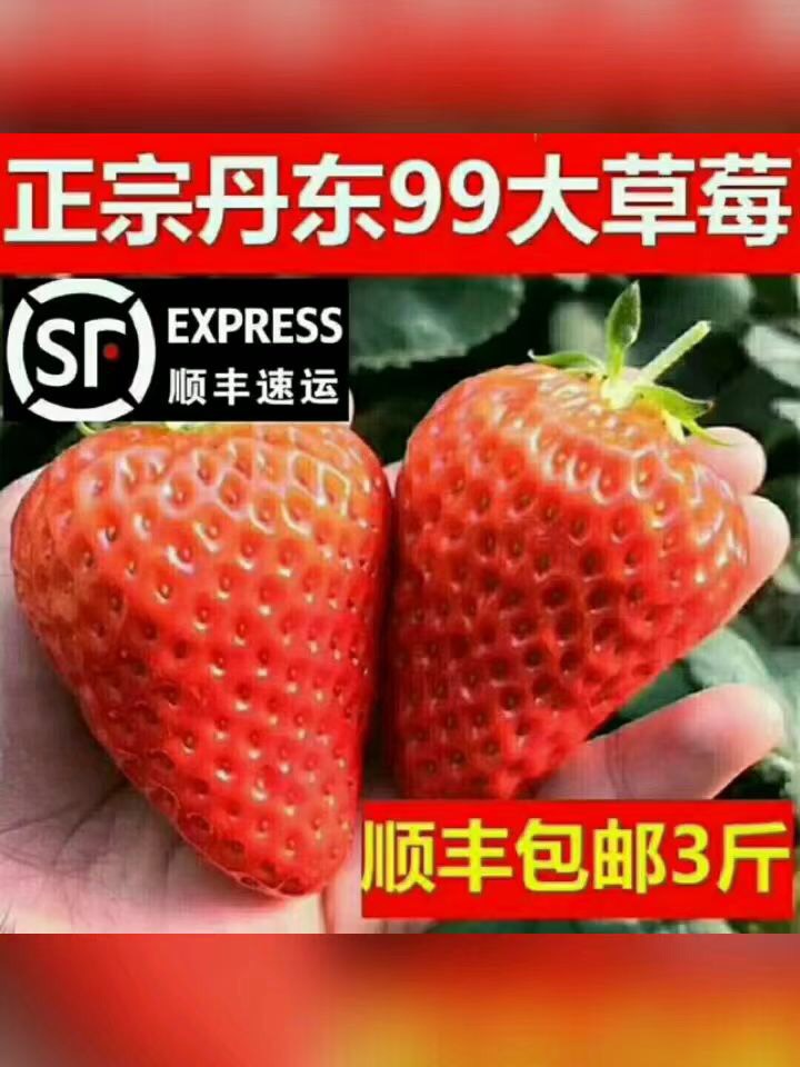 红颜草莓  丹东玖玖草莓大量上市各种各样包装满足新老顾客，商