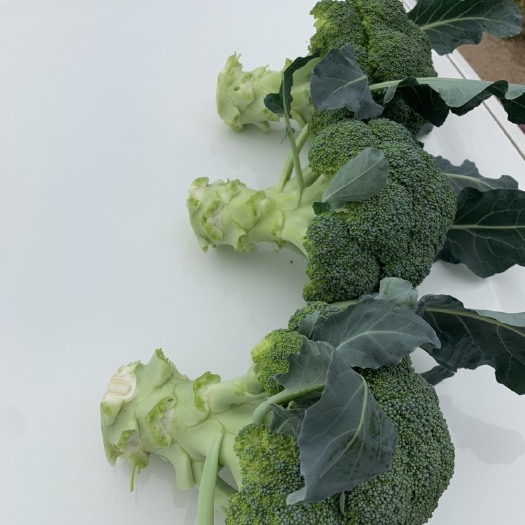 临海市阳光  精品西兰花