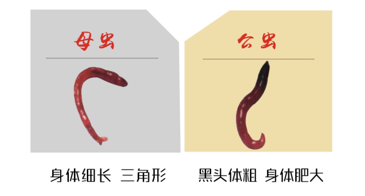 红虫 质量可靠  欢迎长期合作