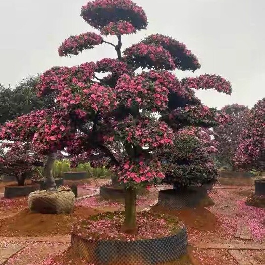 平邑县 茶梅非常漂亮