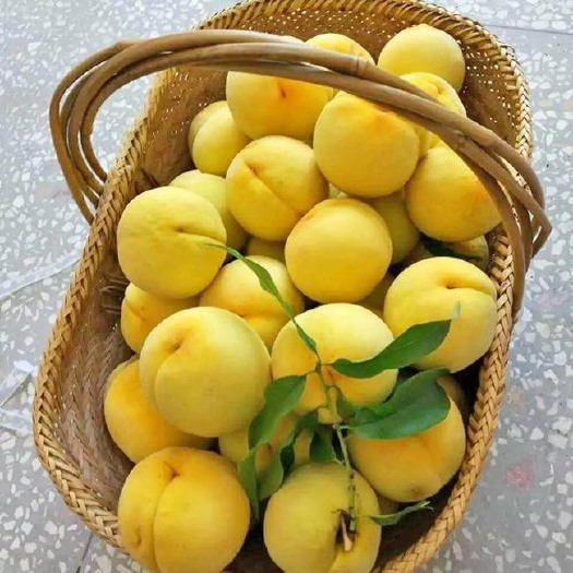 湘乡市 黄桃