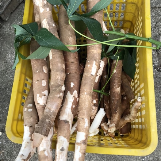柳州 面包木薯