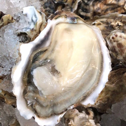 深圳阳江市生蚝  阳江蚝 乳山蚝三倍体 深圳蚝 只做质量 肥度保证货源稳定充足