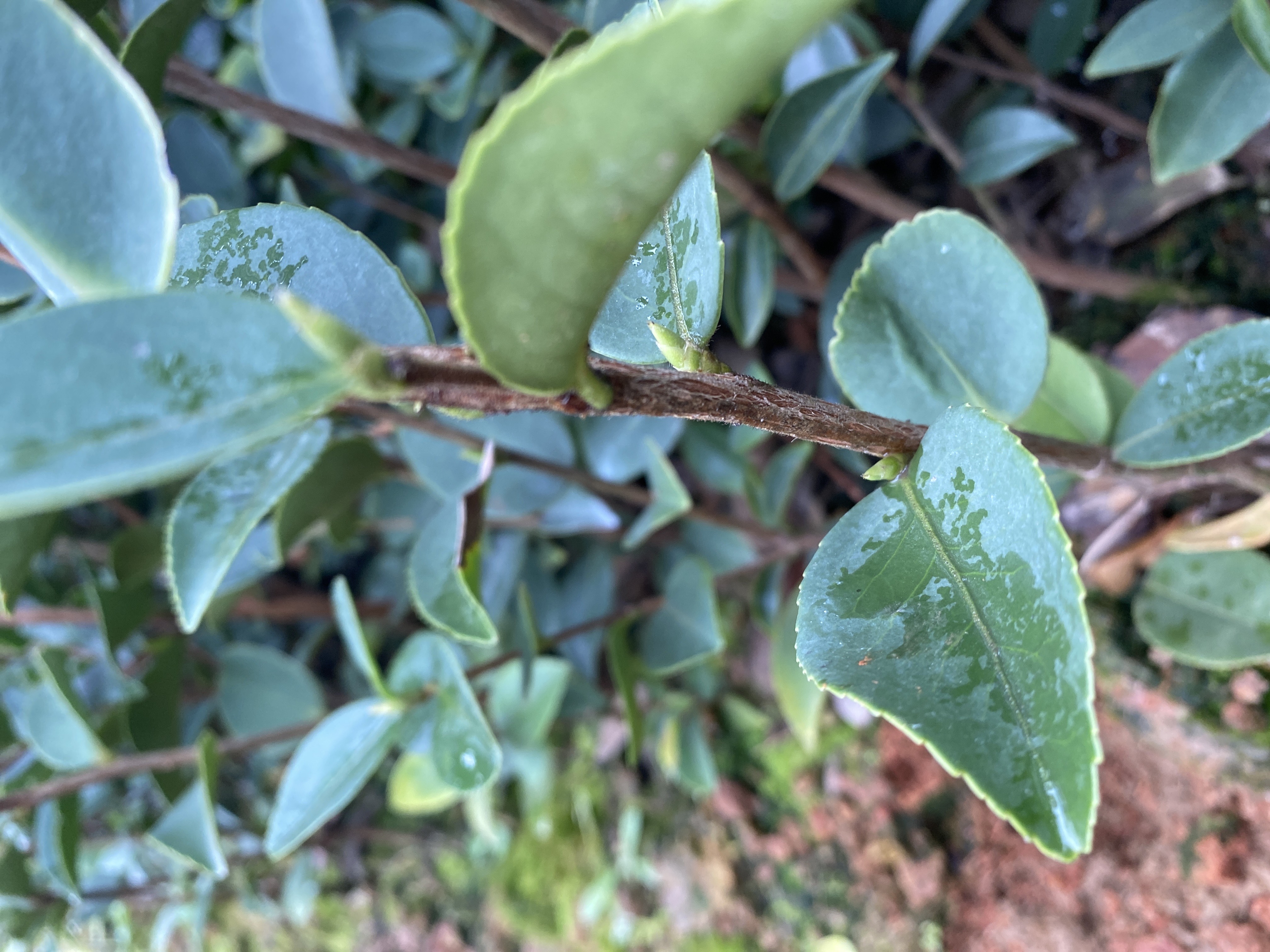 油茶树苗  嫁接两年轻质杯苗 【基地直发、现在下单立即享受