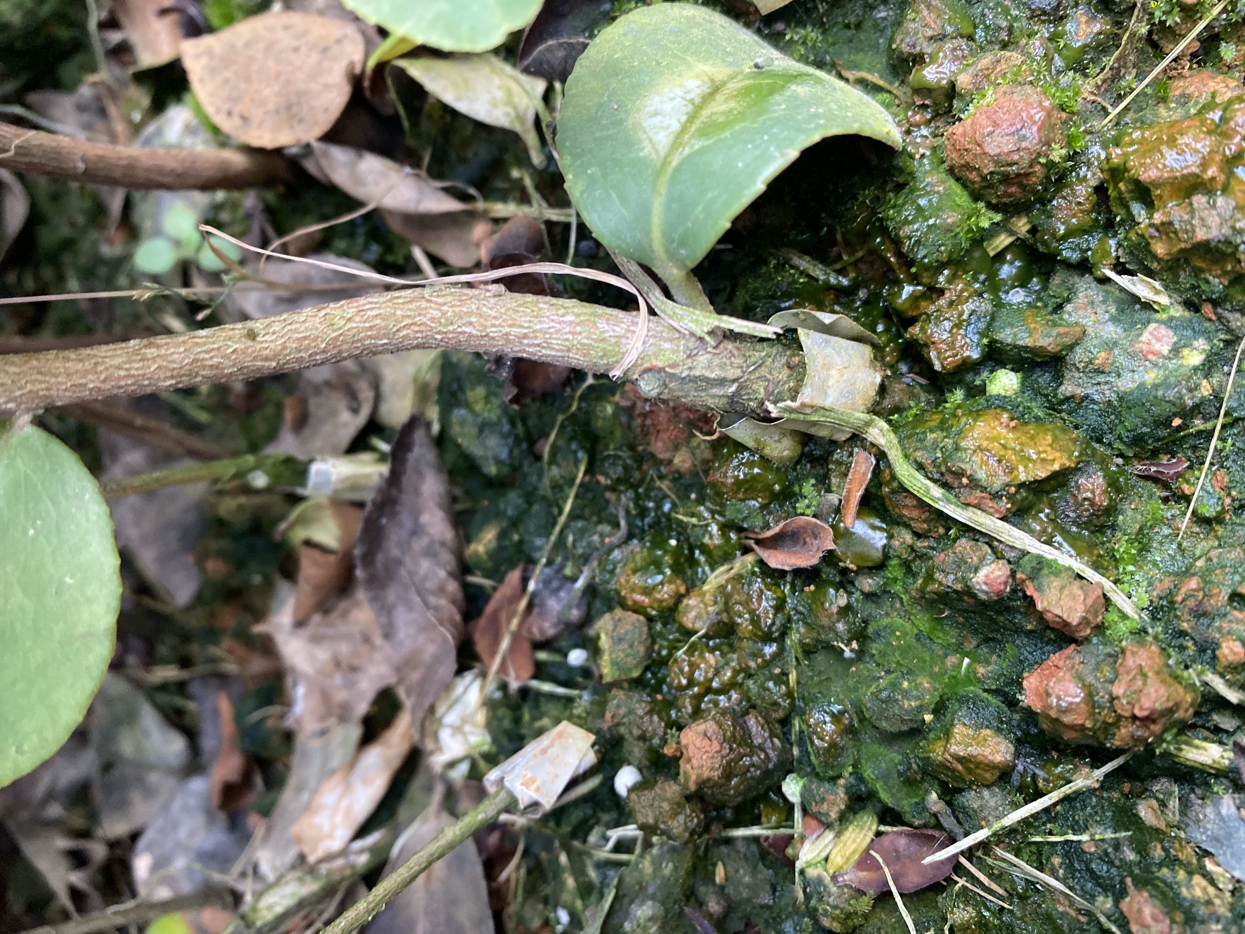 油茶树苗  嫁接两年轻质杯苗 【基地直发、现在下单立即享受