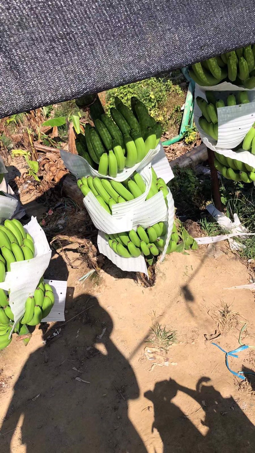 云南原产地香蕉 不受寒 干净程度高 把型好看