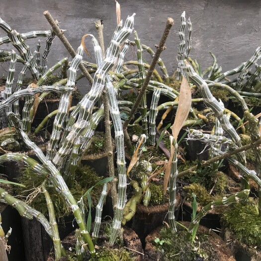 华宁县铁皮石斛 天然石斛，高海拔产地，品质优良，价格亲民