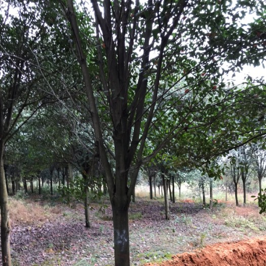 九江普通红叶石楠 红叶石楠 （拉丁学名：Photinia x fraseri