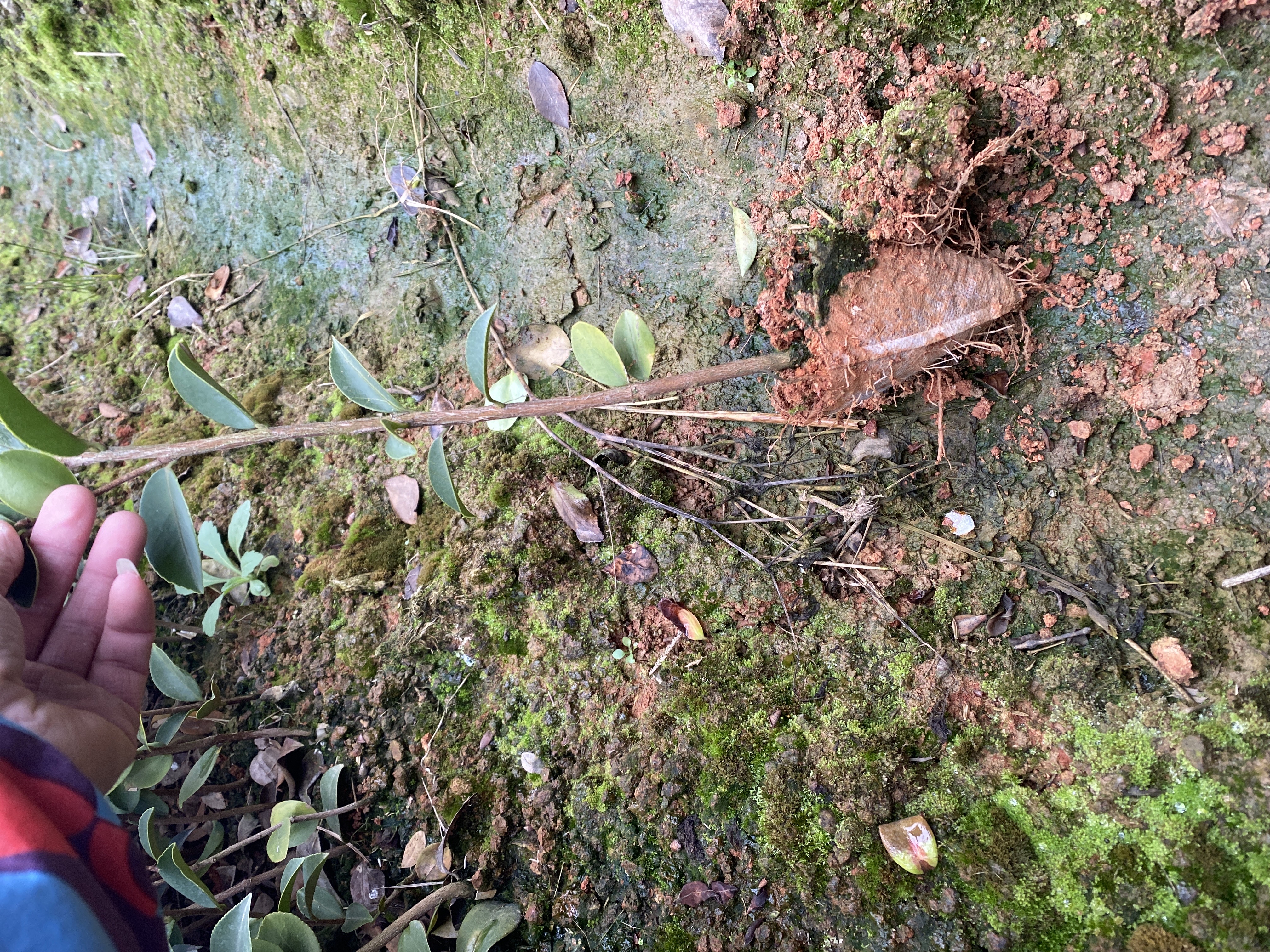 油茶树苗  嫁接两年轻质杯苗 【基地直发、现在下单立即享受