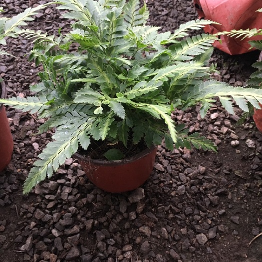 青州市多肉植物 金线蕨 蕨类植物