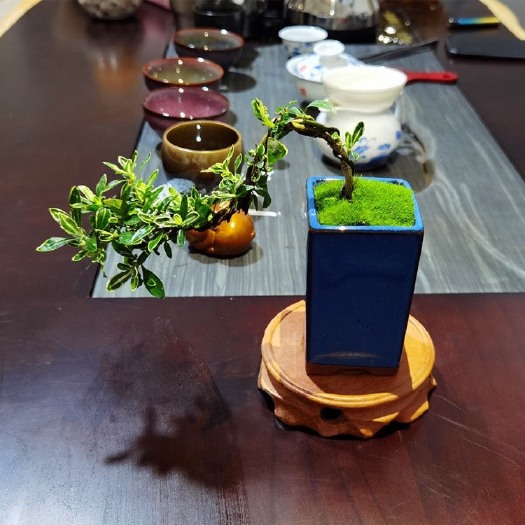漳州六月雪盆栽 金边六月雪根系非常的好，基地一手货源，保质保量发货。