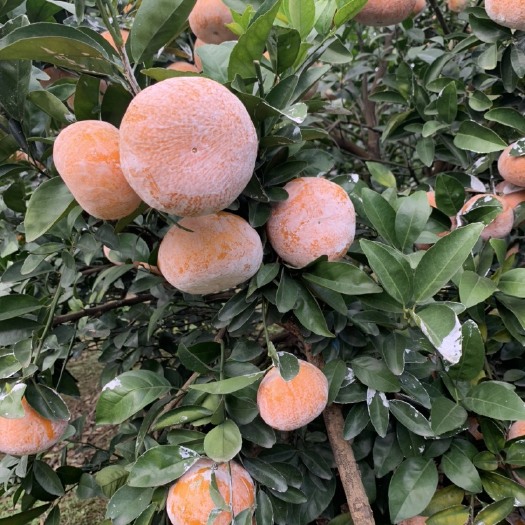 扶绥县茂谷柑，茂谷柑，广西崇左市扶绥县，货源充足