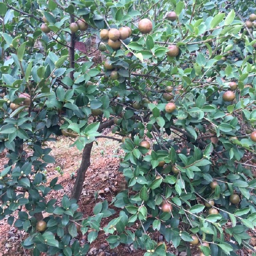 油茶树  江西省丰城市嫁接油茶苗两、三年杯苗