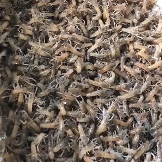 曲靖澳洲淡水小龙虾苗  山水高原淡水龙虾虾苗