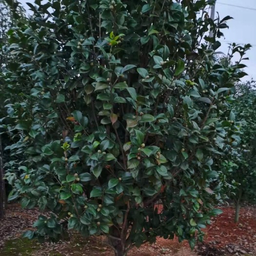 九江茶花树  茶花（学名：Camellia sp.）又名山茶花，是山茶科