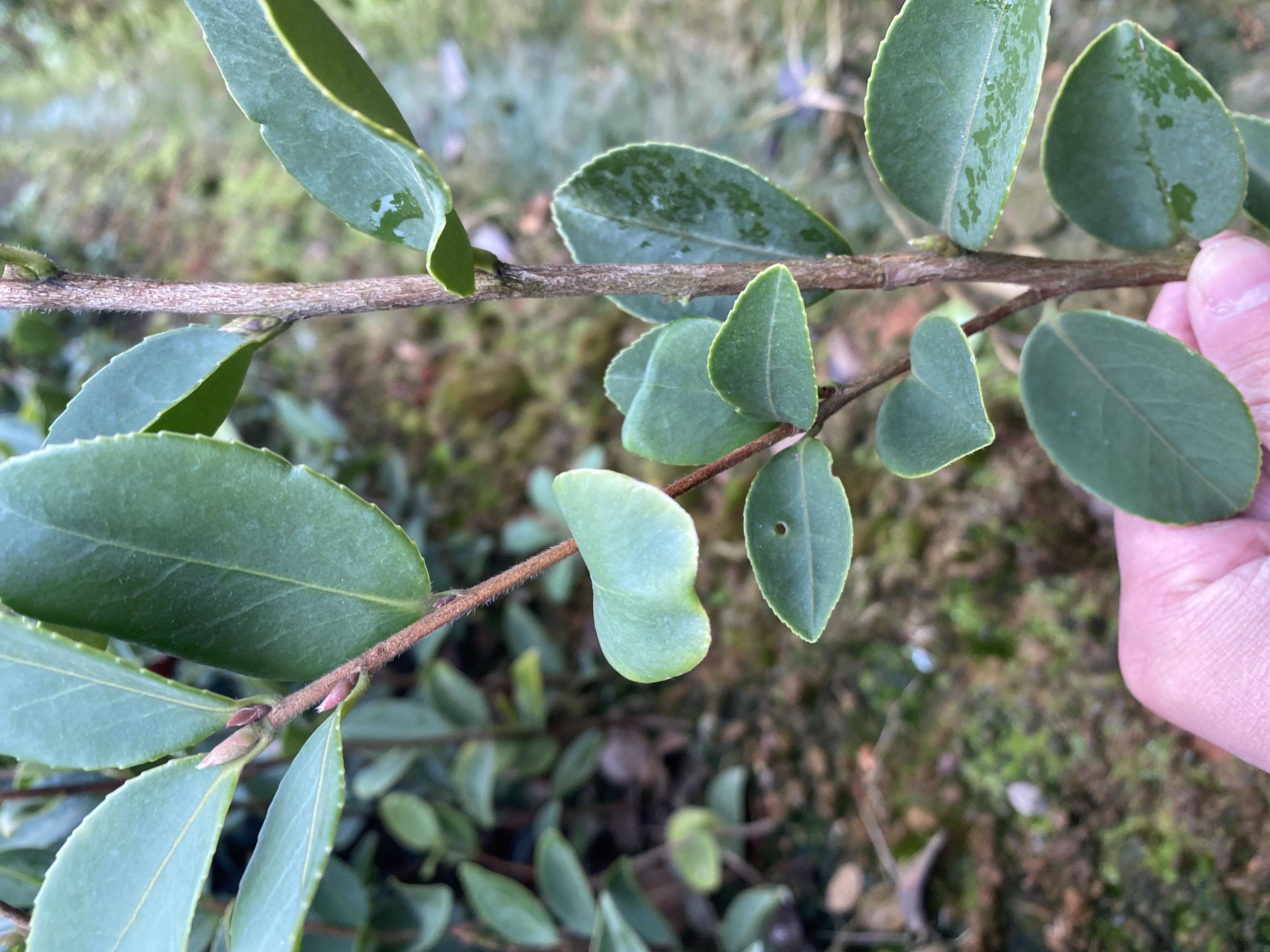 油茶树苗  嫁接两年轻质杯苗 【基地直发、现在下单立即享受