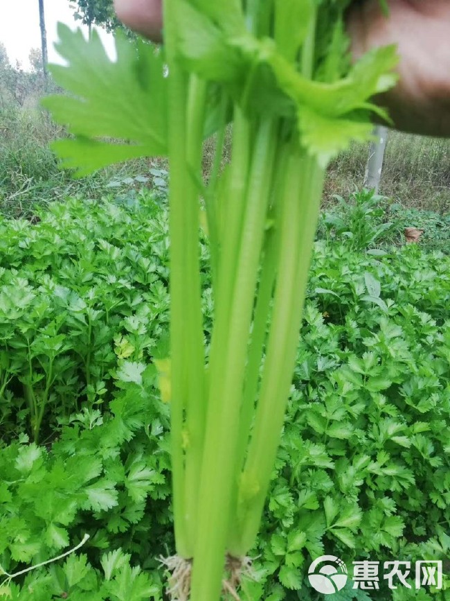 马其顿绿如意西芹种子  颜色绿 产量高 家庭菜园基地蔬菜种