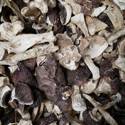 贵阳大球盖菇  大球盖 干品