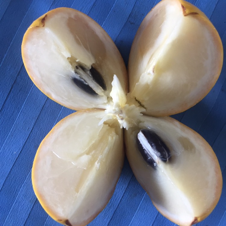 黄晶果  台湾引进新鲜、孕妇水果黄金果雅美果、果园直发