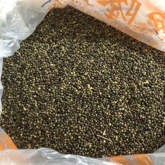 北屯市甘草种子  新疆乌拉尔甘草籽