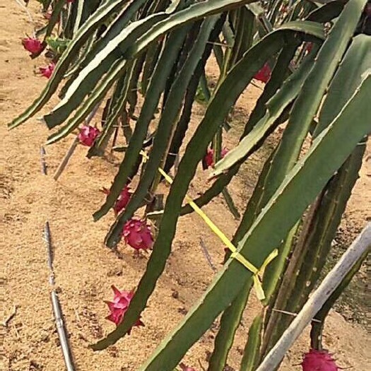 浏阳市红心火龙果  富含花青素，无任何添。