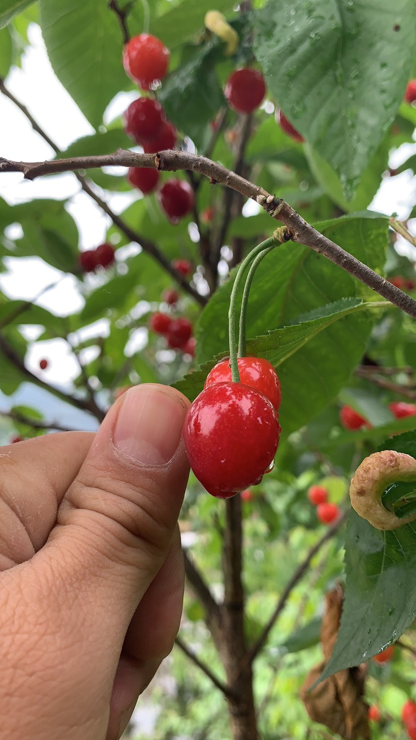 红妃樱桃苗  内陆大樱桃 适合南北，自花授粉 现挖现发