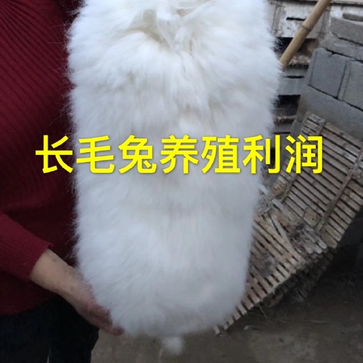 嘉祥县巨型安哥拉长毛兔种兔