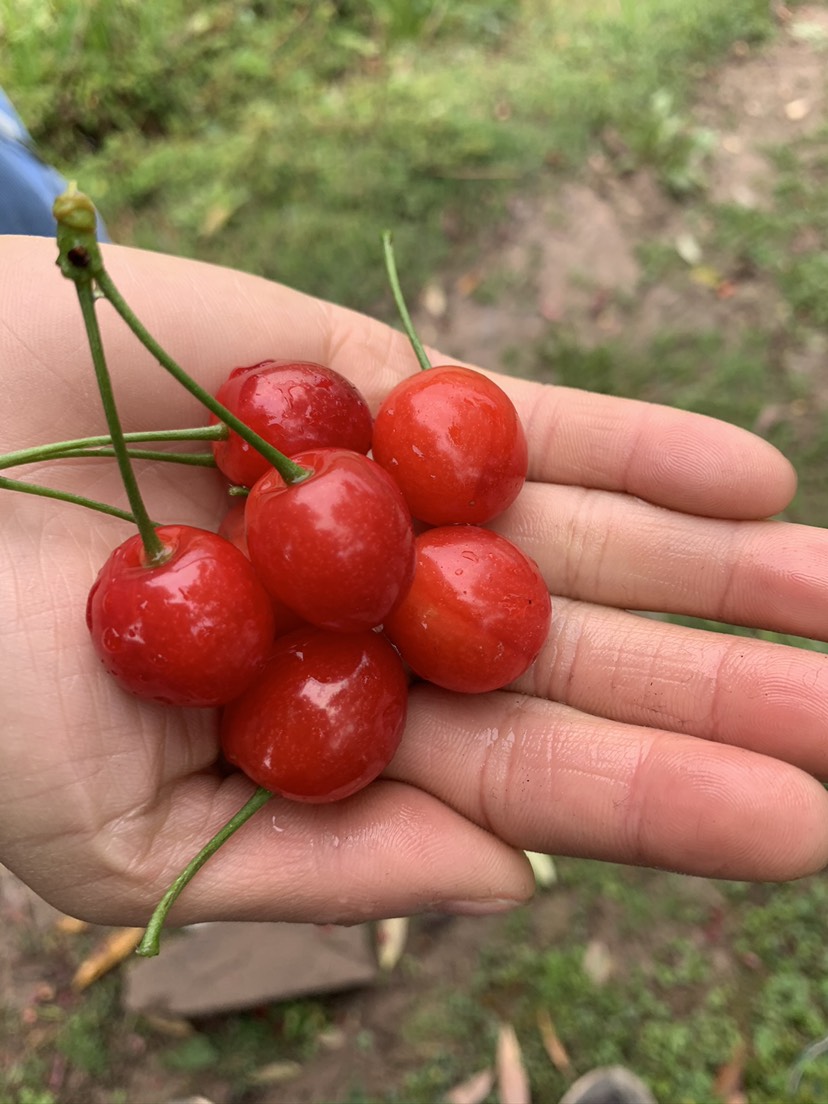 红妃樱桃苗  内陆大樱桃 适合南北，自花授粉 现挖现发