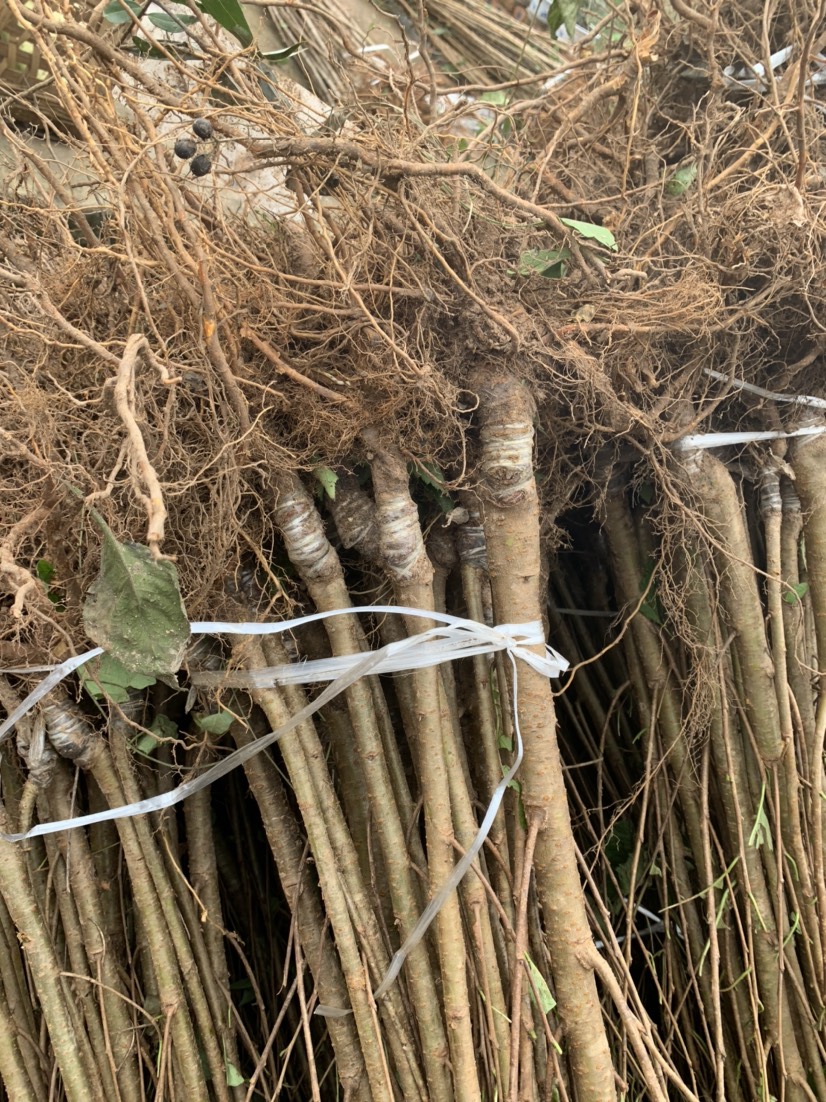 红妃樱桃苗  内陆大樱桃 适合南北，自花授粉 现挖现发