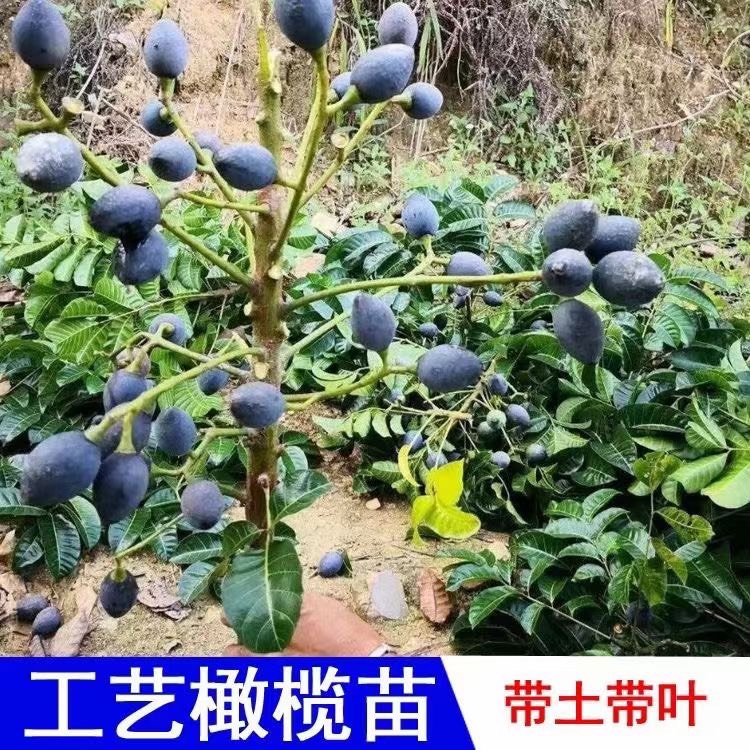 灵山县黑橄榄苗  黑橄榄，含钙质和维生素C，营养丰富，其中维生素