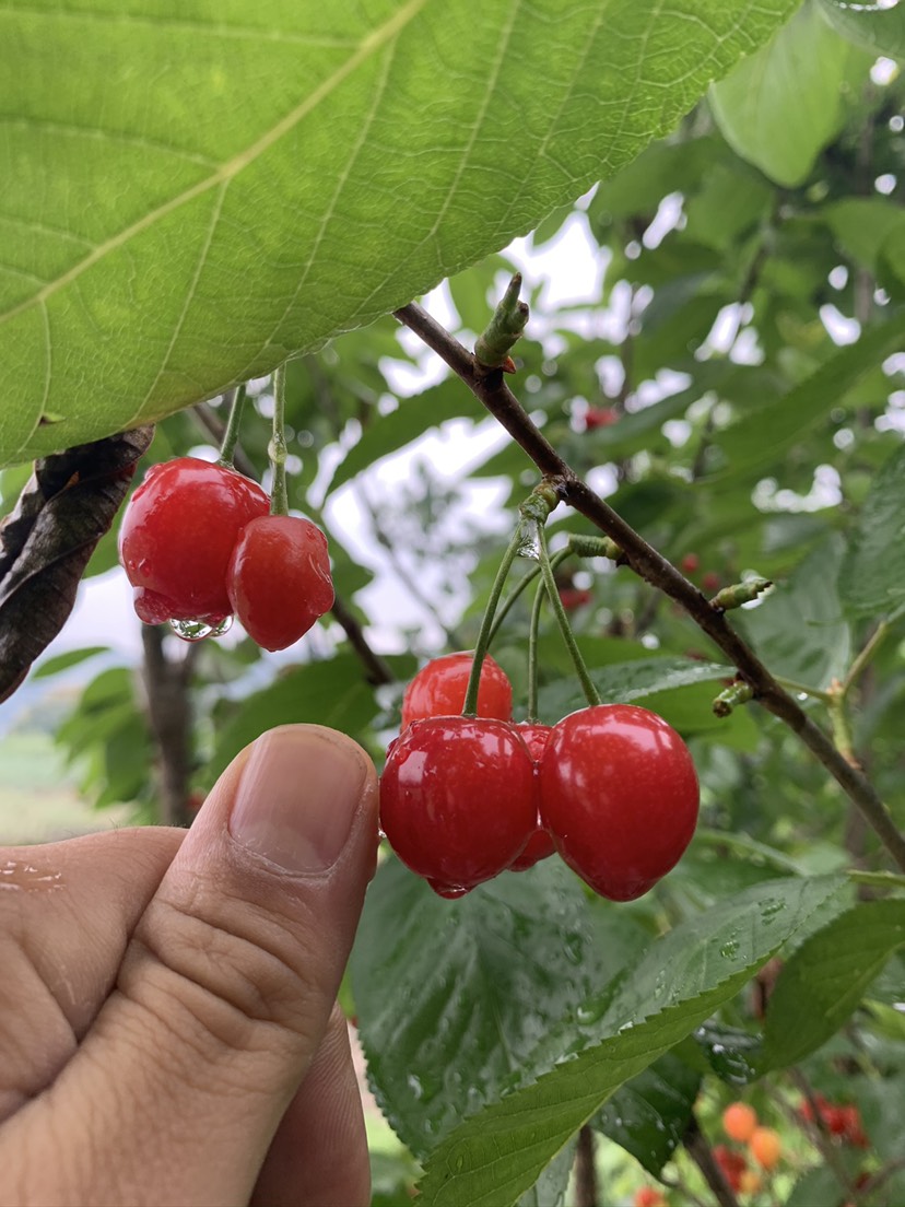 红妃樱桃苗  内陆大樱桃 适合南北，自花授粉 现挖现发